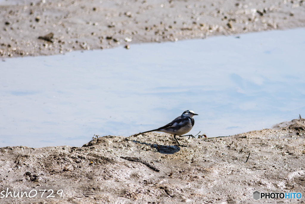 水辺の野鳥-9