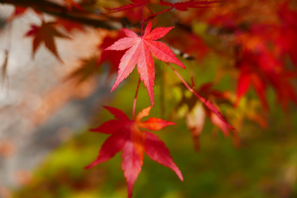 紅葉