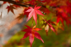 紅葉