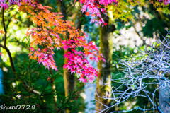 常隆寺の紅葉-5