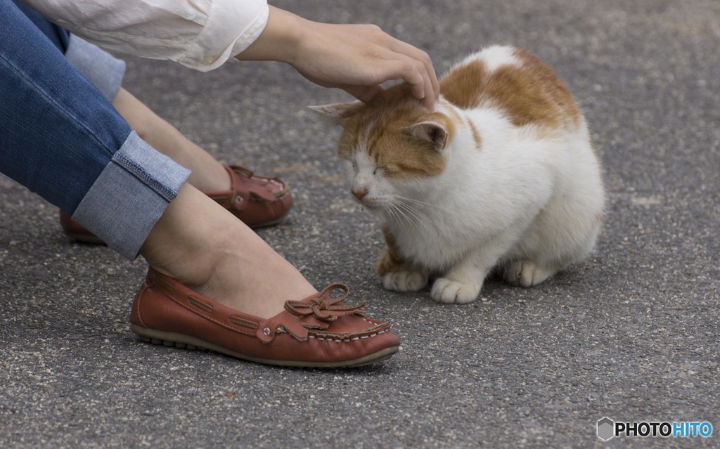 猫の島3