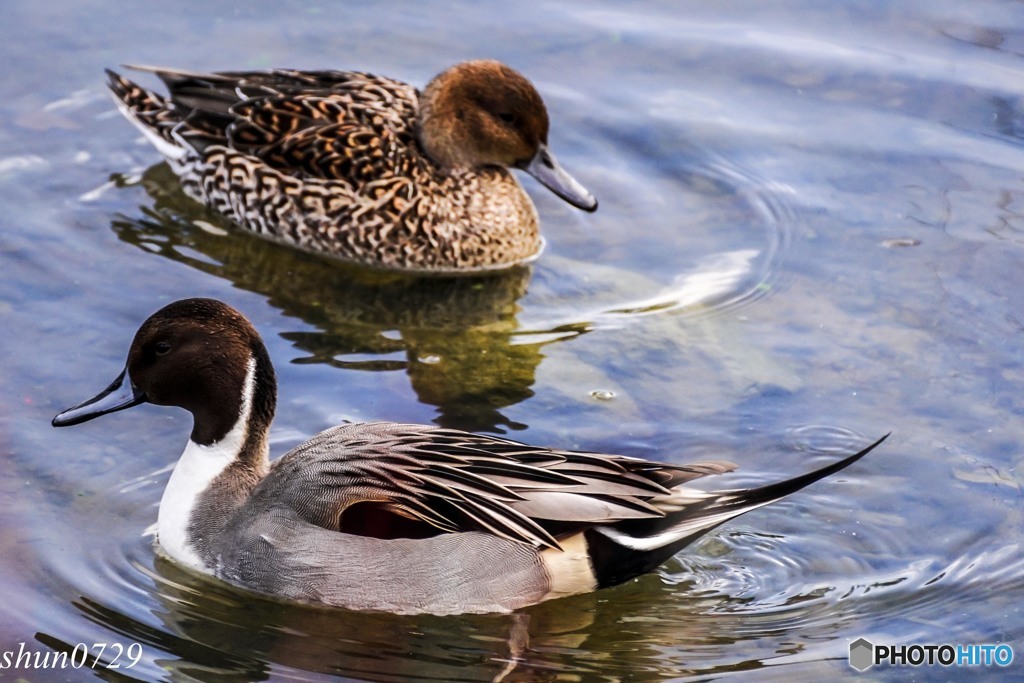 福島大池のカモ1