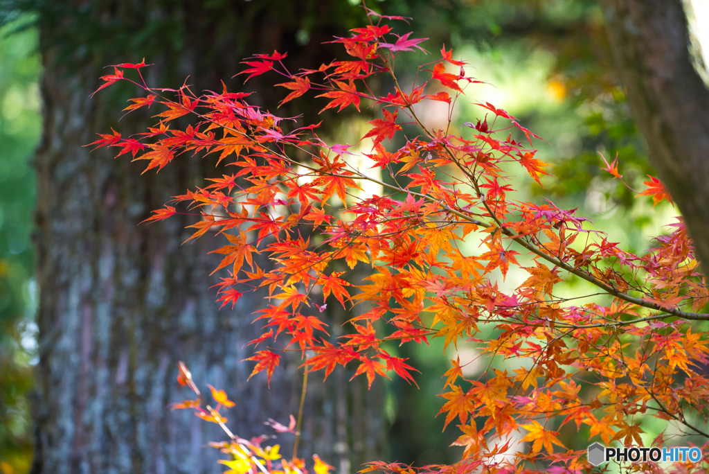 山寺の晩秋-6