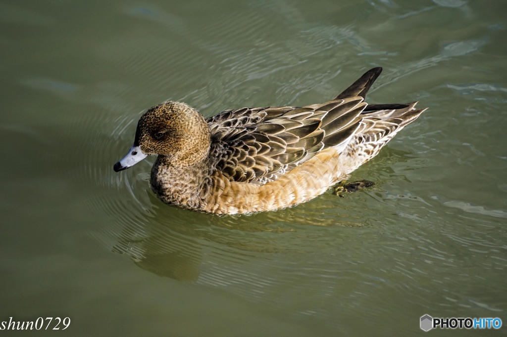 福島大池のカモ4