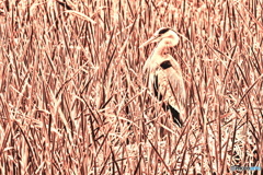 セピアなアオサギ