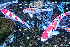 同情するなら餌をくれ！