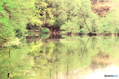 色づき始めた森