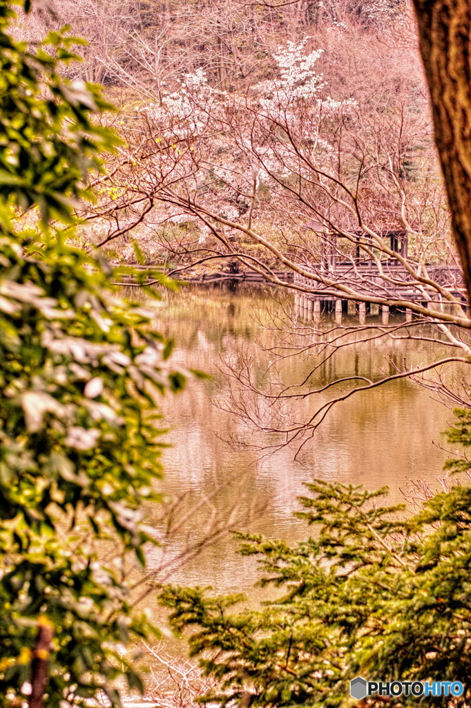 森の中から春を見る