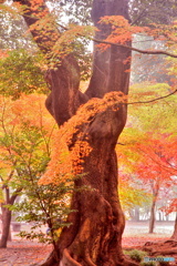 秋絵巻（古木と紅葉の図）