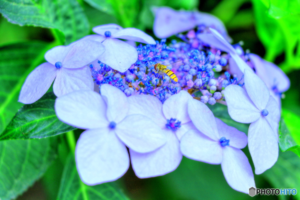 紫陽花と蜂