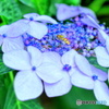 紫陽花と蜂