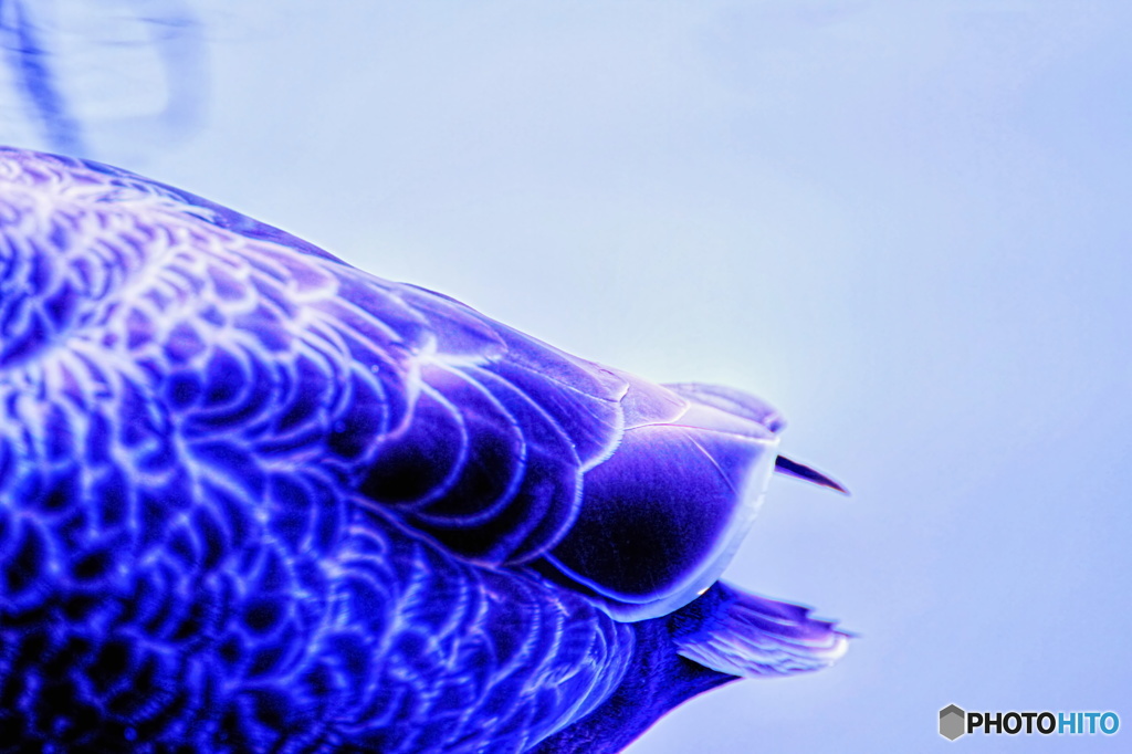 羽模様（カモ）