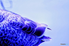 羽模様（カモ）