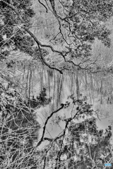 映り込み（モノクロ）