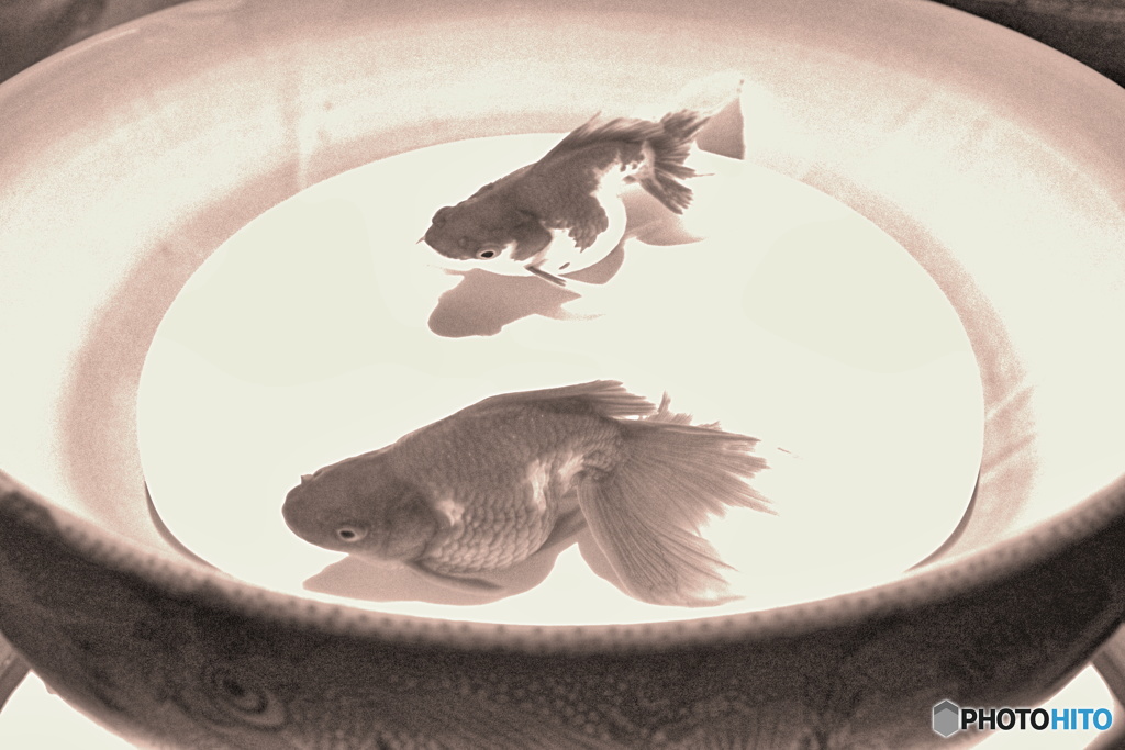 金魚の絵一枚