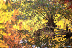 三宝寺池の色