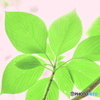 新緑葉模様