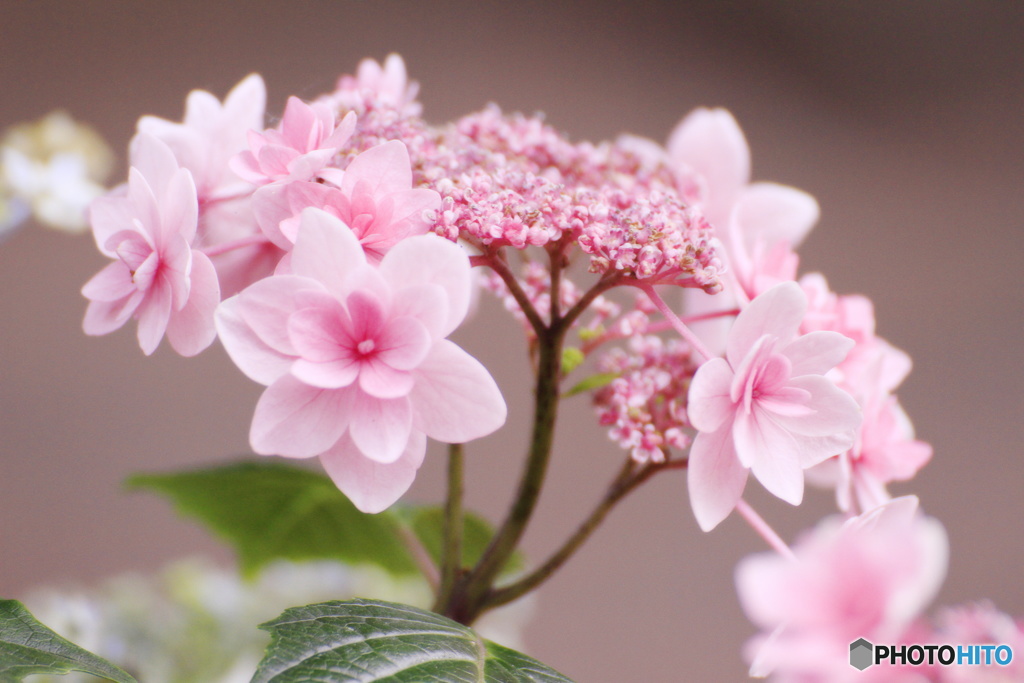 ピンク紫陽花
