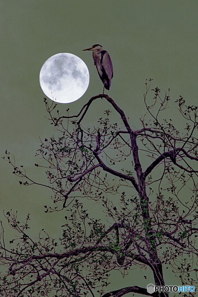 アオサギの月見