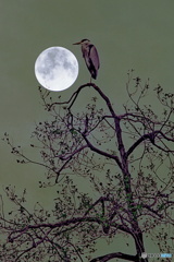 アオサギの月見