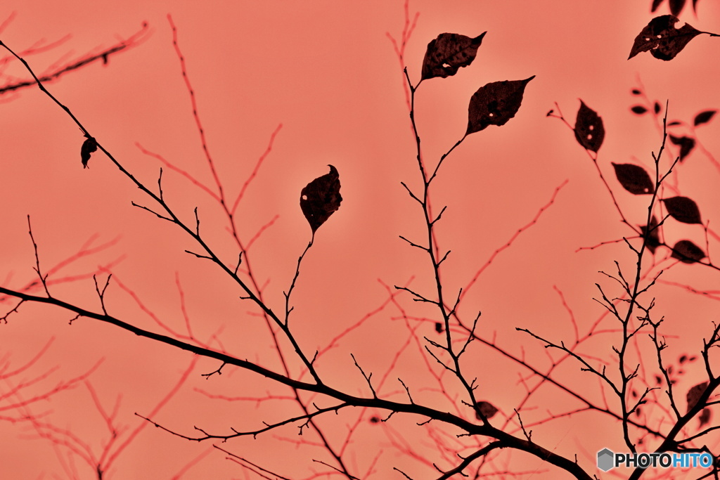 秋絵巻枯葉の図