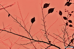 秋絵巻枯葉の図