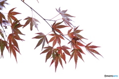 風に吹かれて