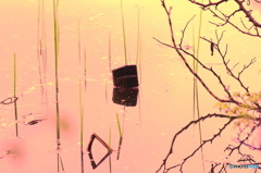 夕暮れのみず鏡