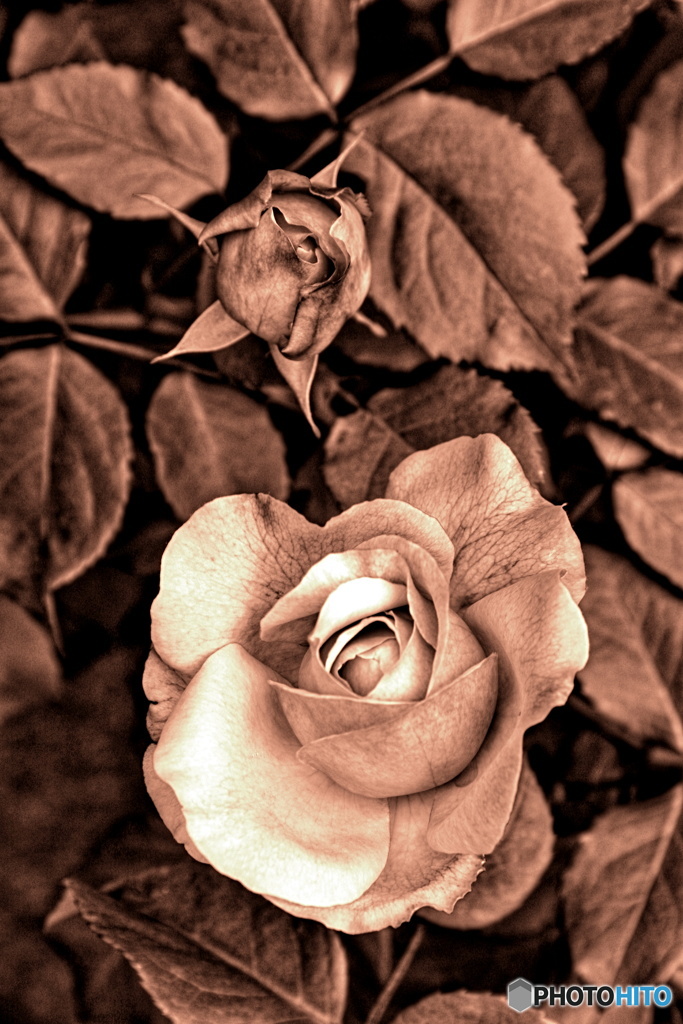 DRY ROSE