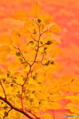 西日に照らされて