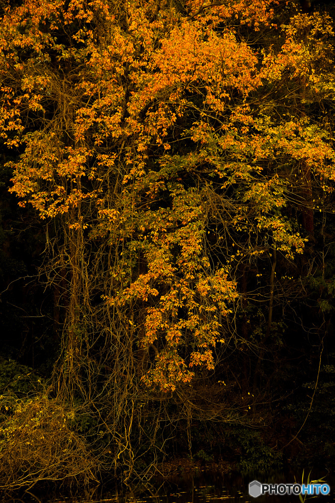 静かなる黄葉の滝