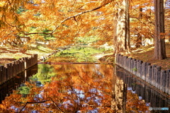 秋色が映り込んだ森の小川