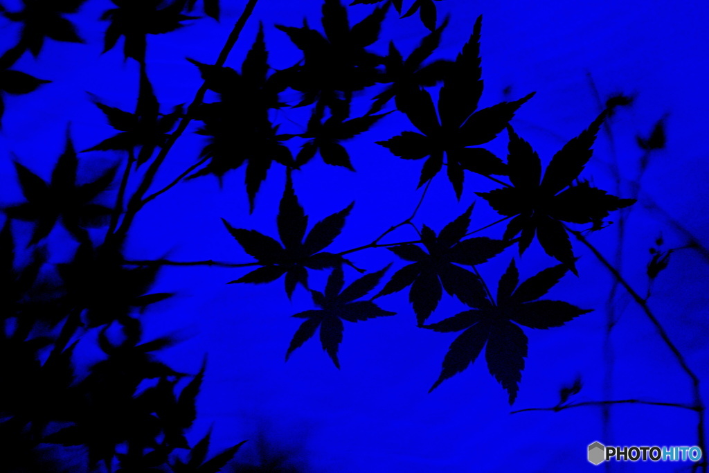 夜紅葉