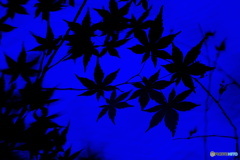 夜紅葉