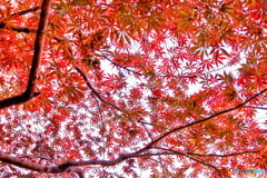 舞う紅葉