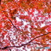 舞う紅葉