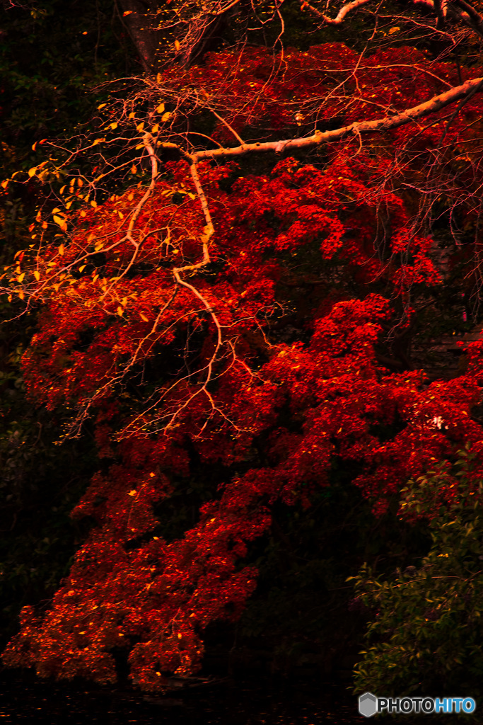 紅い滝
