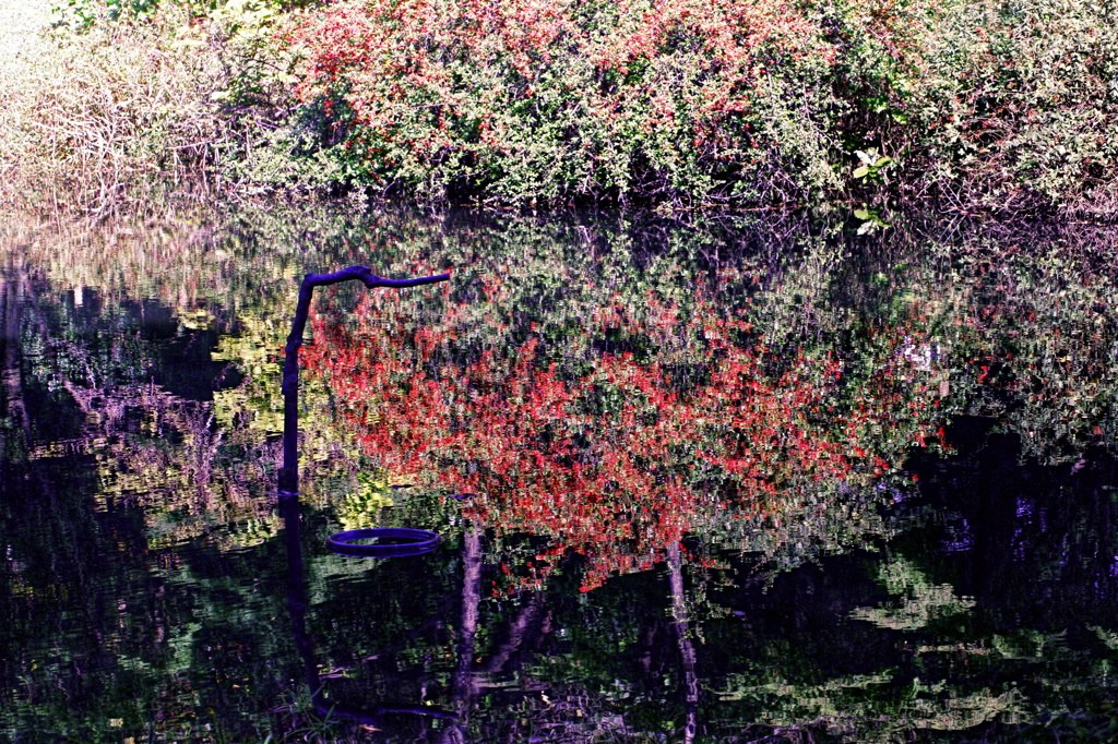 餌場の紅葉