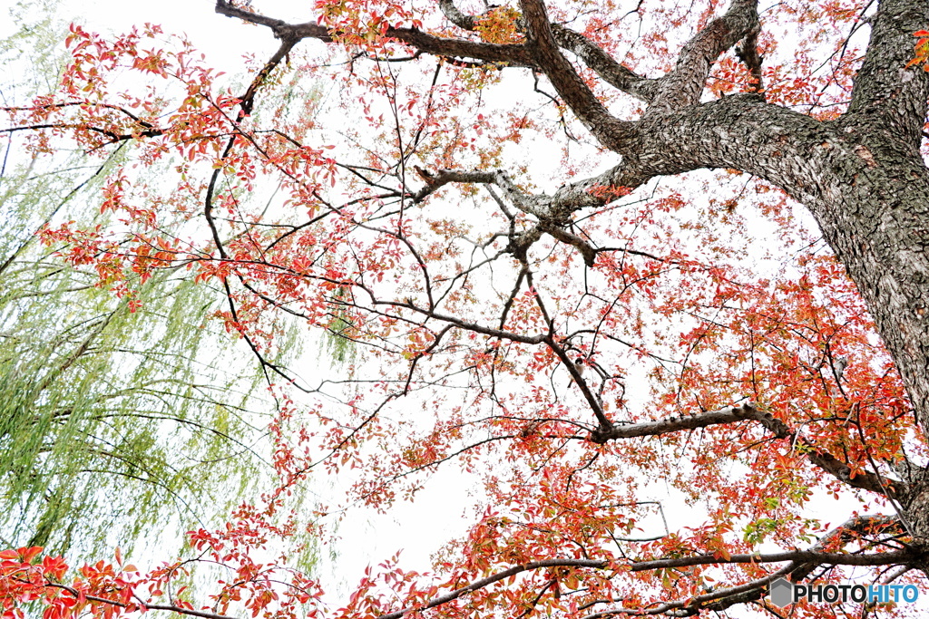 紅点景色（２）