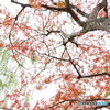 紅点景色（２）
