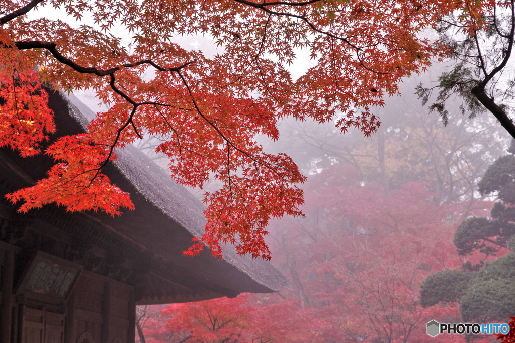 朝霧の中の仏殿と紅葉