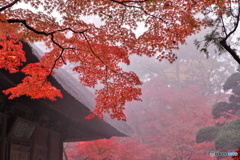 朝霧の中の仏殿と紅葉