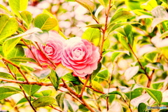 春色のカップル（２）