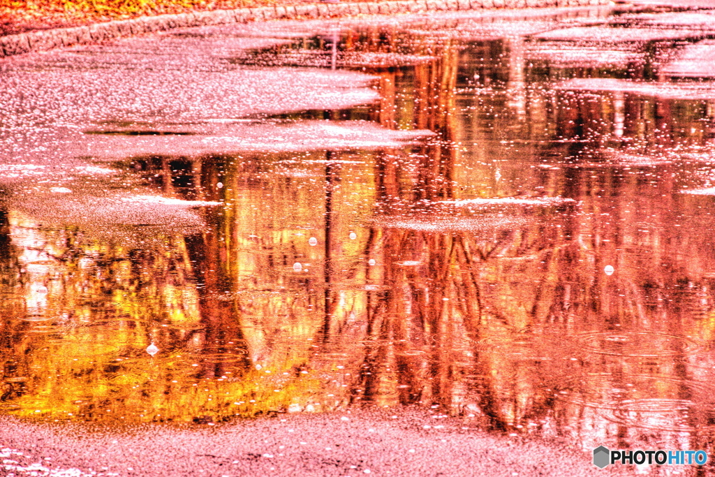 桜色の水たまり