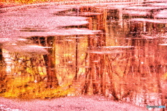 桜色の水たまり