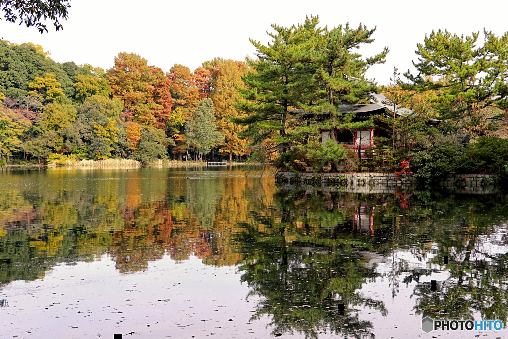 三宝寺池の秋化粧