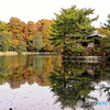 三宝寺池の秋化粧