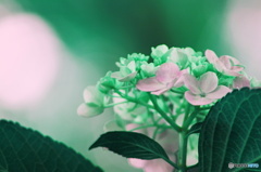 マジックフラワー（紫陽花）