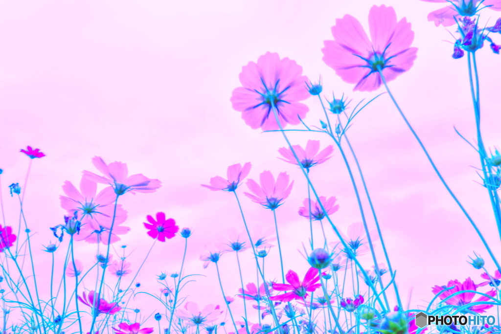 秋桜が空に飛んだ日