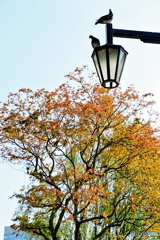 都会の秋色と街灯